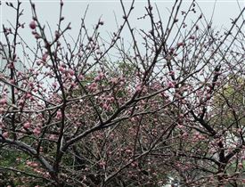  淮北市应急管理局：锚定安全目标 夯实基层根基 以实干笃行谱写淮北应急管理新篇章