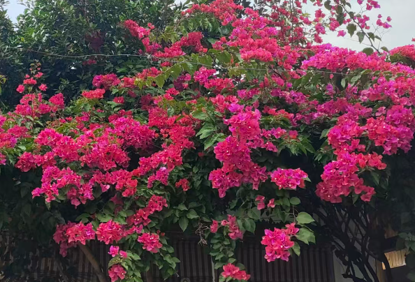 全球首家超级AI医院正式落地