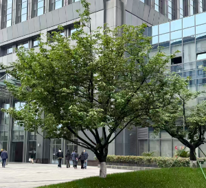 苏州：基于端侧AI大模型的智能网联汽车操作系统平台