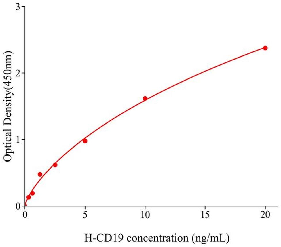 人CD19分子(CD19).jpg CD19分子(CD19)人試劑盒 酶聯生物提供
